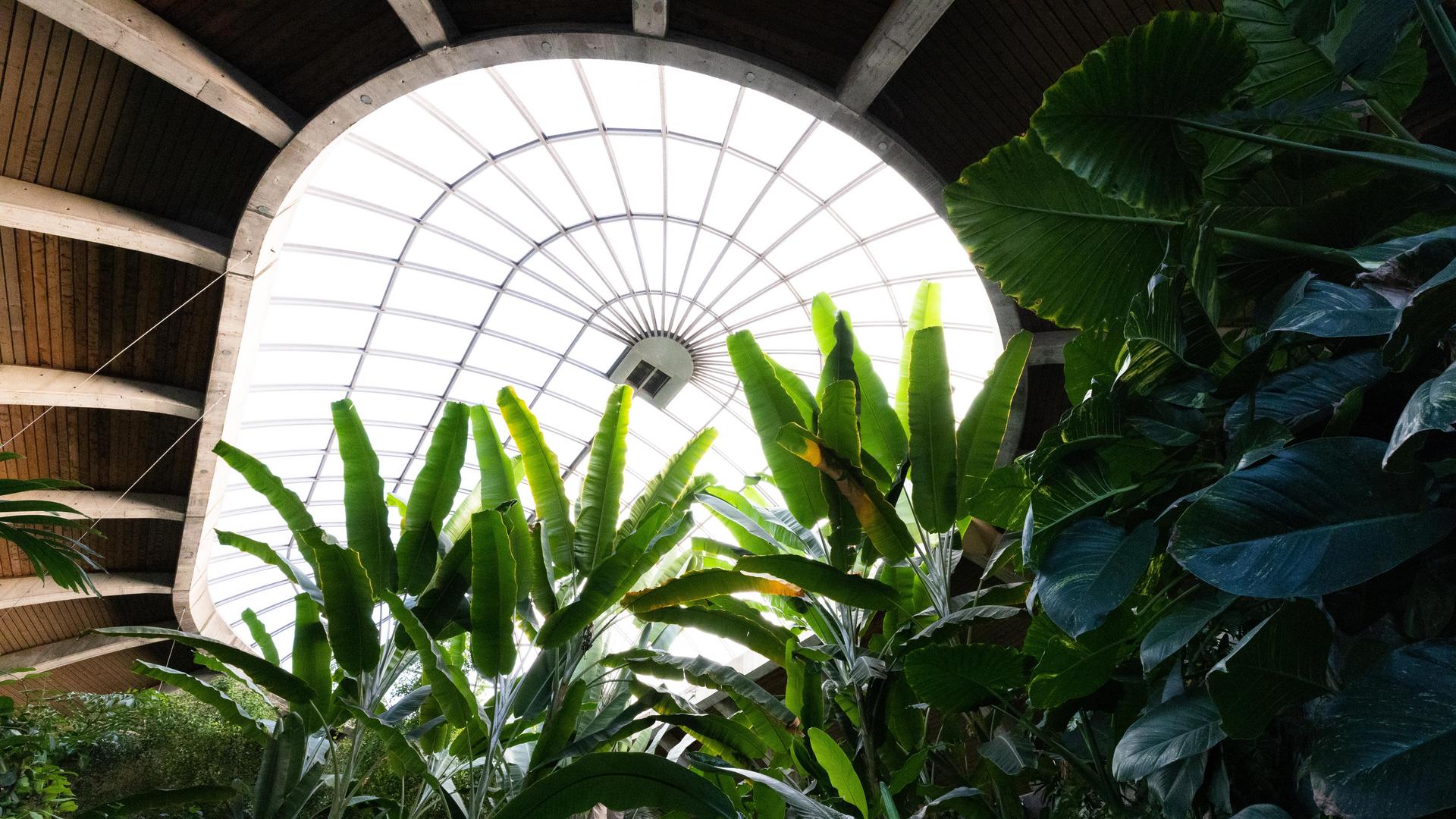 Looking up at the roof of Toucan Ridge, plant life and windows